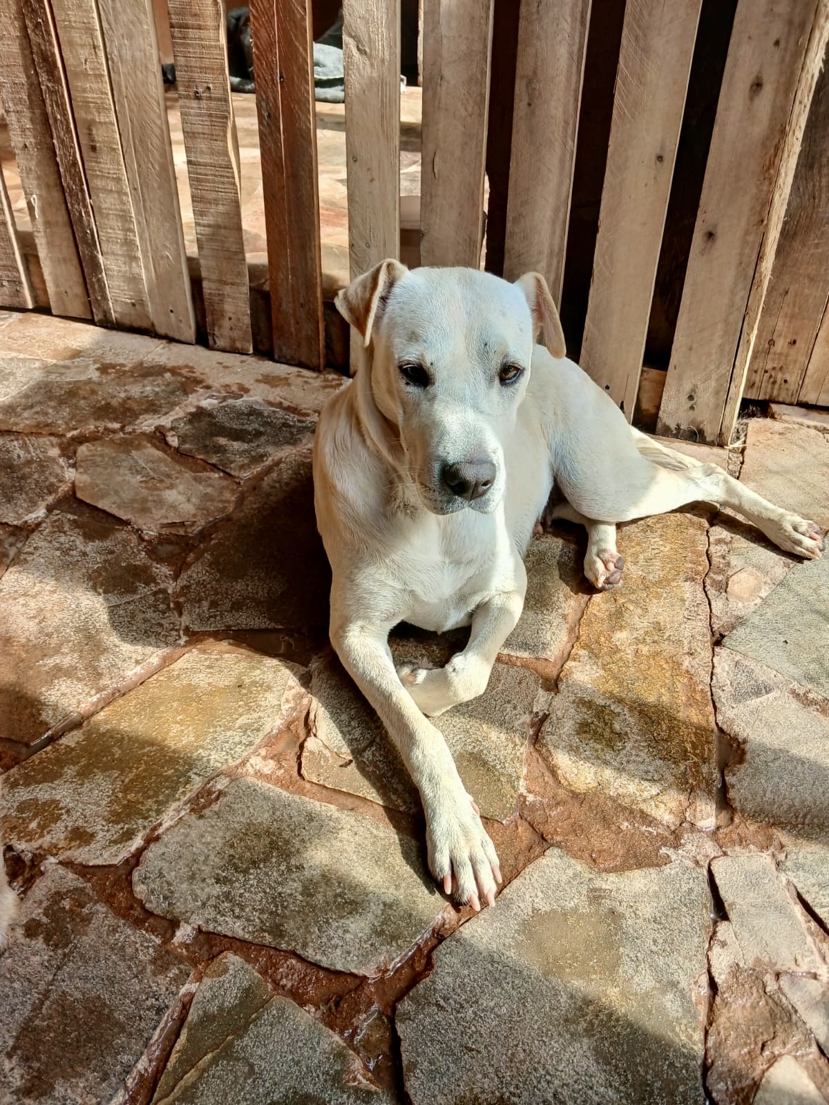 Laika