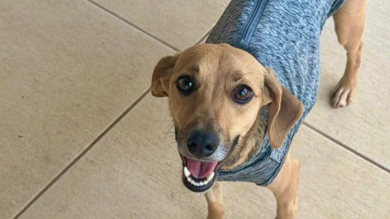 Delegada